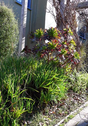 Berkeley Succulents