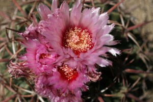 979-life-floweringcactus-3-frstandaloneprod_affiliate71