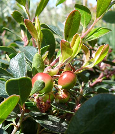 arctostaphylos_san_bruno_mountain2