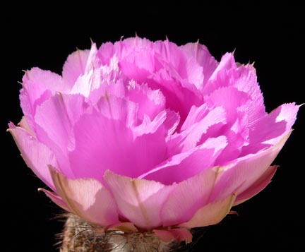 echinocereus_armatus_bloom6
