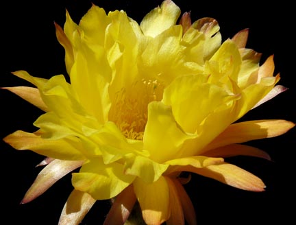 echinocereus_grandiflora_bloom61