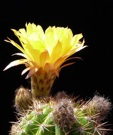 echinocereus_grandiflora_bloom7