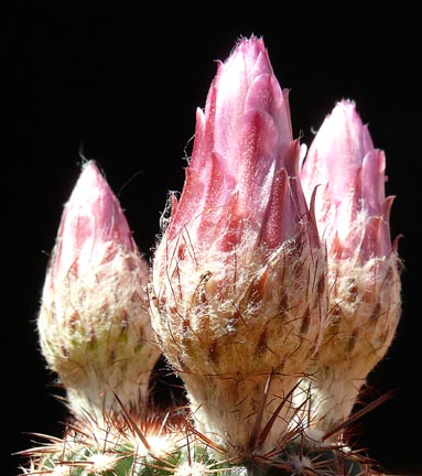 echinocereus_hybrid2