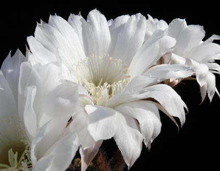 echinopsis_subdenudata_bloom1