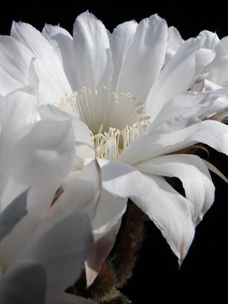 echinopsis_subdenudata_bloom2