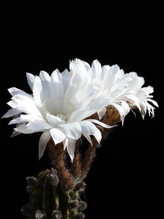 echinopsis_subdenudata_bloom3