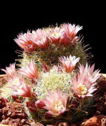 mammillaria_bocasana
