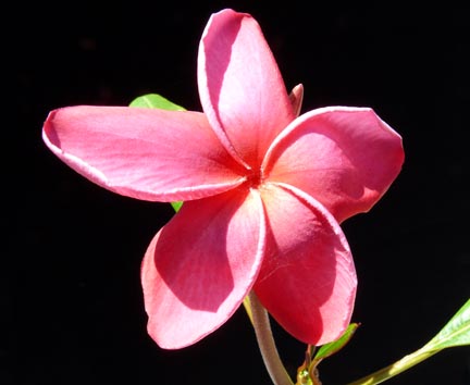 plumeria_bloom2