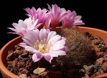 rebutia_narvaecense4