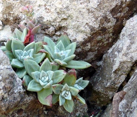 sonoma_dudleya_farinosa1
