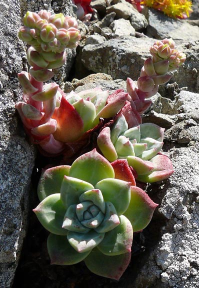 sonoma_dudleya_farinosa3