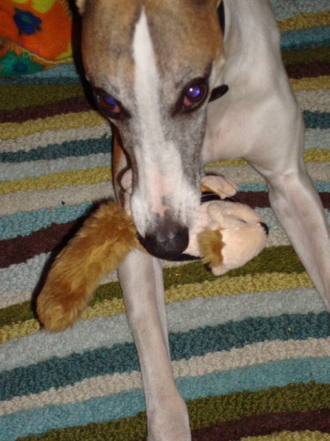 Benjamin bites a squirrel toy