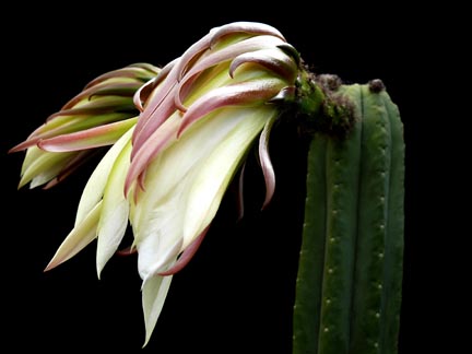 echinopsis_pachanoi_bloom3