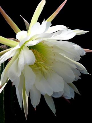 echinopsis_pachanoi_bloom4