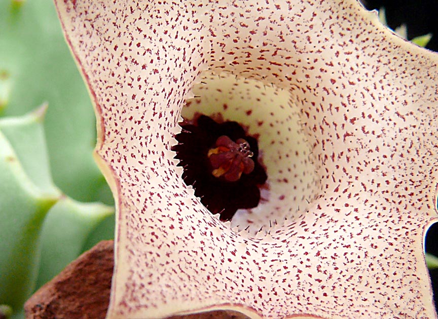 huernia_guttata_reticulata3