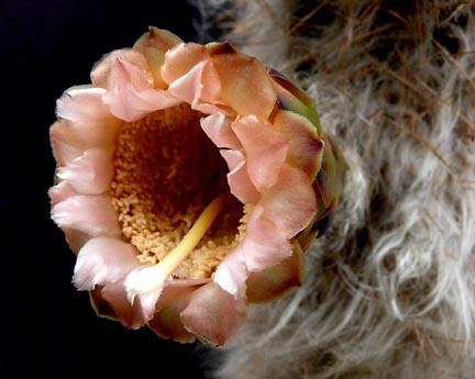 pilosocereus_leucocephalus