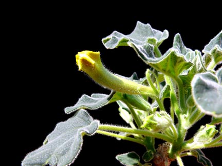 uncarina_peltata_bud