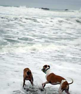 dogs_at_beach
