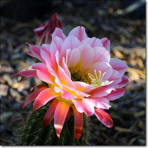 ovechinopsis