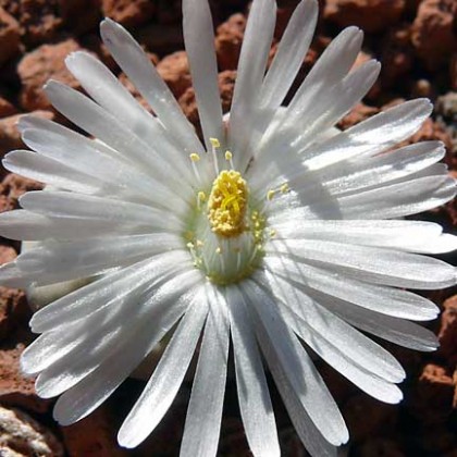 lithops_bloom2