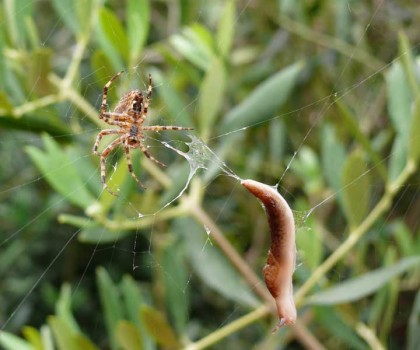 spider_v_slug