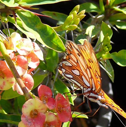 butterfly2