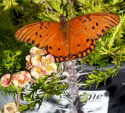 butterfly_millii