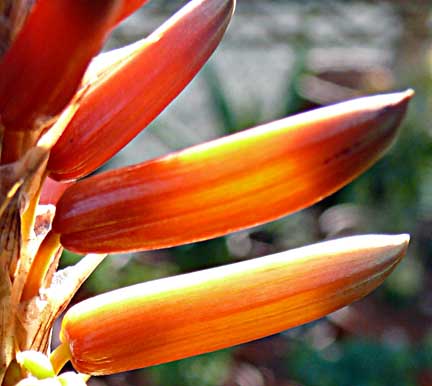 aloe_cryptopoda_bloom aloe_cryptopoda_bloom