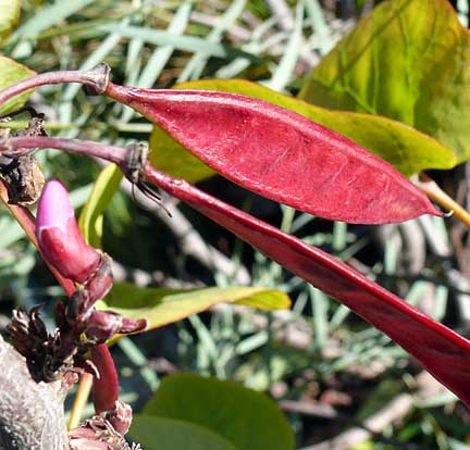 cercis_occidentalis_seedpods cercis_occidentalis_seedpods