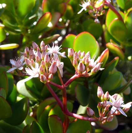 crassula_ovata crassula_ovata