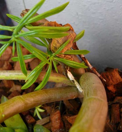 geckos geckos