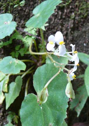 begonia3