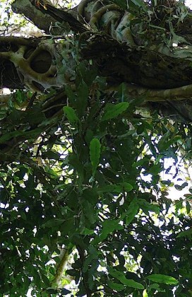 epiphyllum epiphyllum