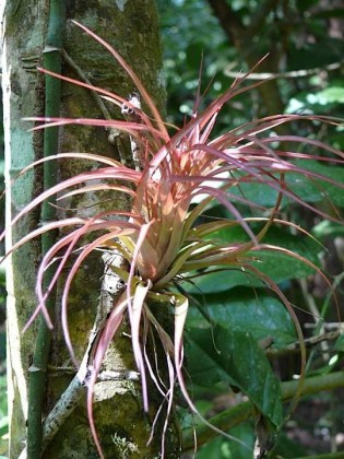 red-tillandsia red-tillandsia