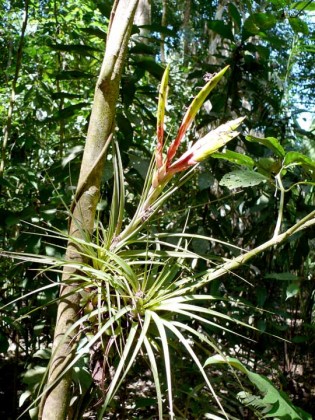 tillandsias2