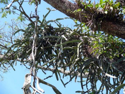 hylocereus_costaricensis3