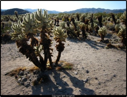 cholla_garden cholla_garden