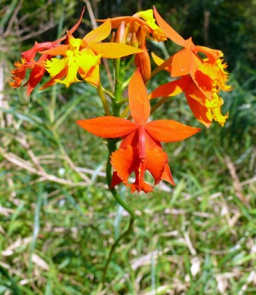 epidendrum_radicans
