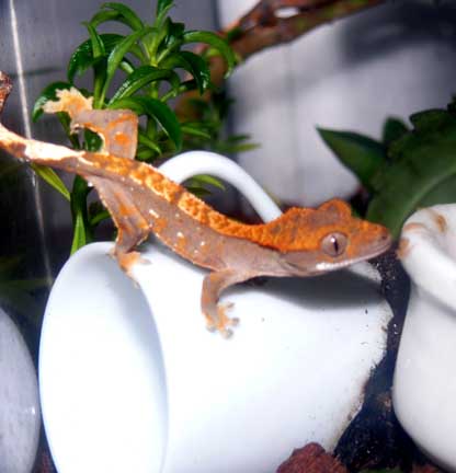 gecko