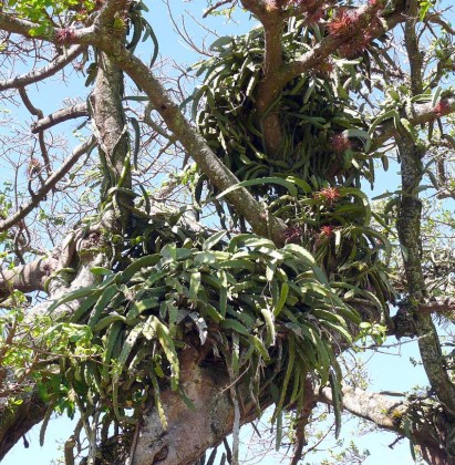 hylocereus_costaricensis4