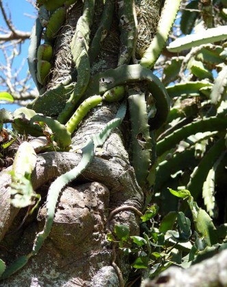 hylocereus_costaricensis5