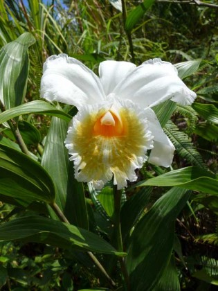 orchid11
