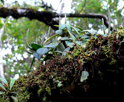 peperomia_palmana2