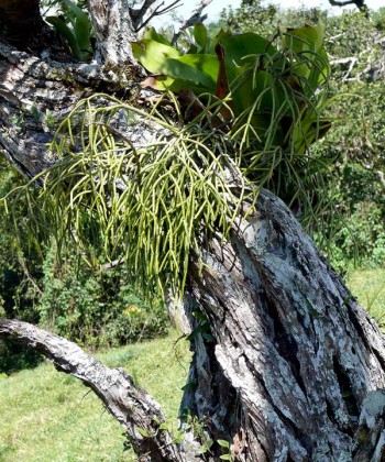 rhipsalis_baccifera1