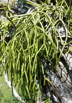 rhipsalis_baccifera2