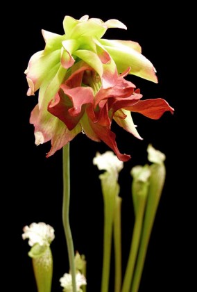 sarracenia_leucophylla_tarnok