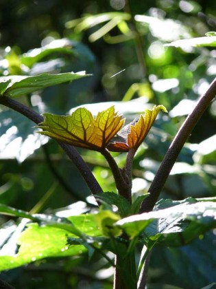 solanum_quitoense