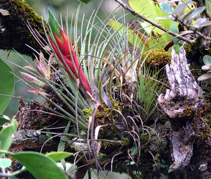 tillandsias4
