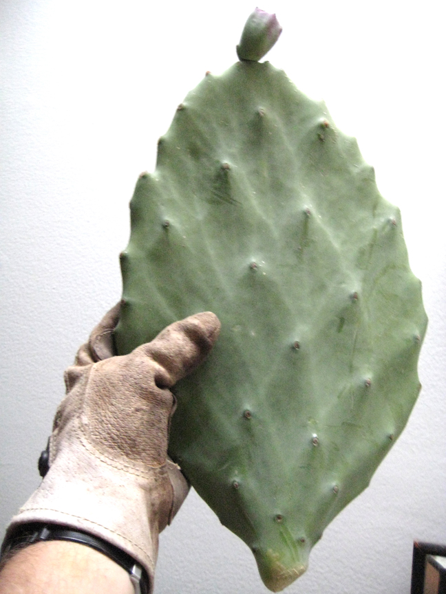 unknownopuntia2.jpg