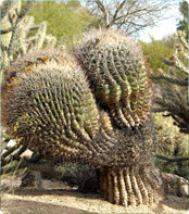 cactus_2009_img6 cactus_2009_img6